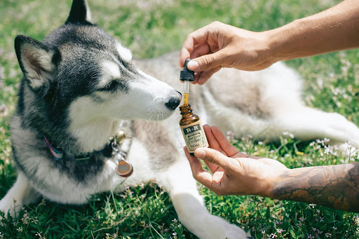 What benefits does CBD oil provide to dogs